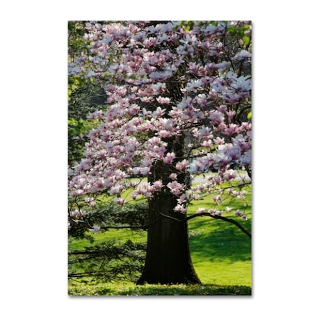 Kurt Shaffer 'Spring Magnolia' Canvas Art,30x47